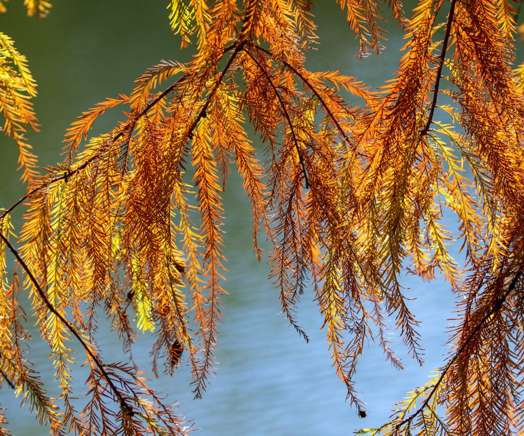 🏞️ 이무타 연못(이무타이케) 이미지 7